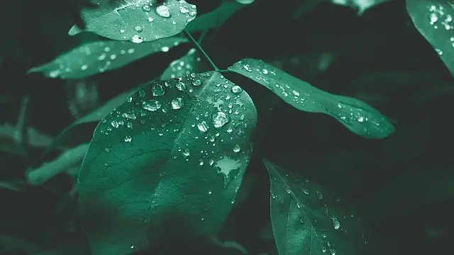 10 consejos para decorar con plantas económicas y hermosas