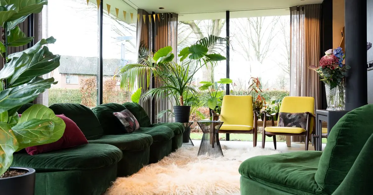Cómo elegir las mejores plantas económicas para decorar tu hogar