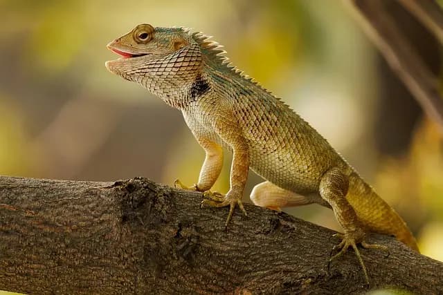 Cómo elegir plantas económicas que embellecen tu hogar