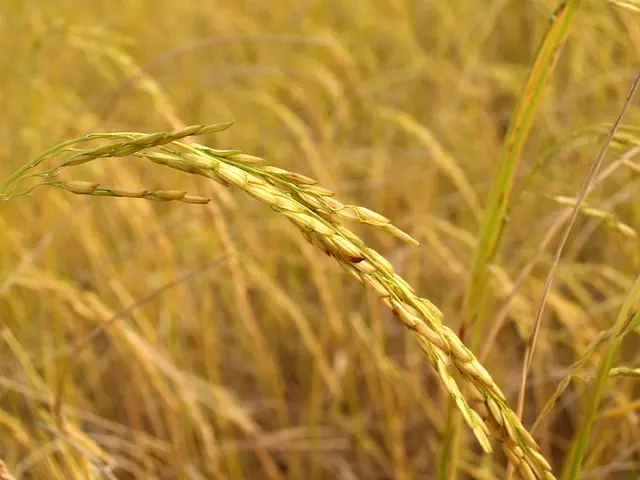 Cómo elegir plantas económicas que embellecen tu hogar