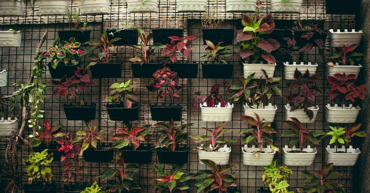 10 consejos para crear un jardín vertical económico