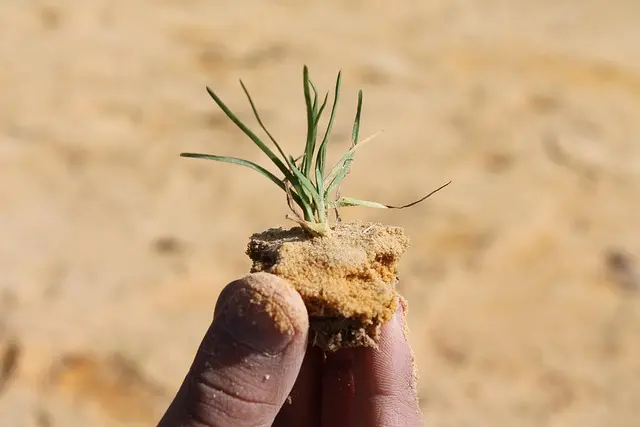 Cómo decorar tu hogar con plantas económicas y fáciles de cuidar