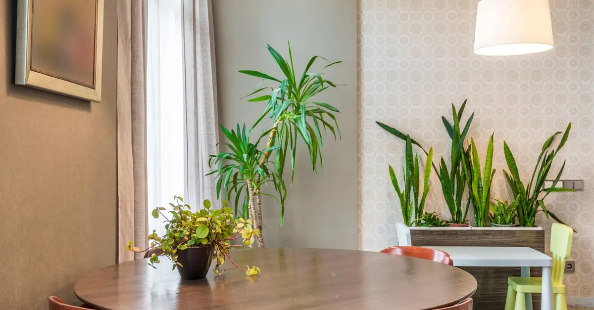 Cómo decorar tu hogar con poco presupuesto y estilo