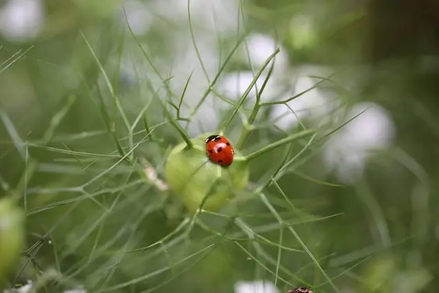 Cómo crear un jardín urbano económico en casa