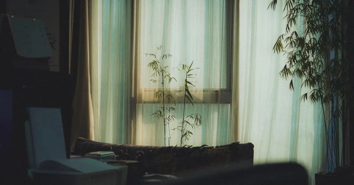 Cómo decorar con plantas económicas que embellecen tu hogar