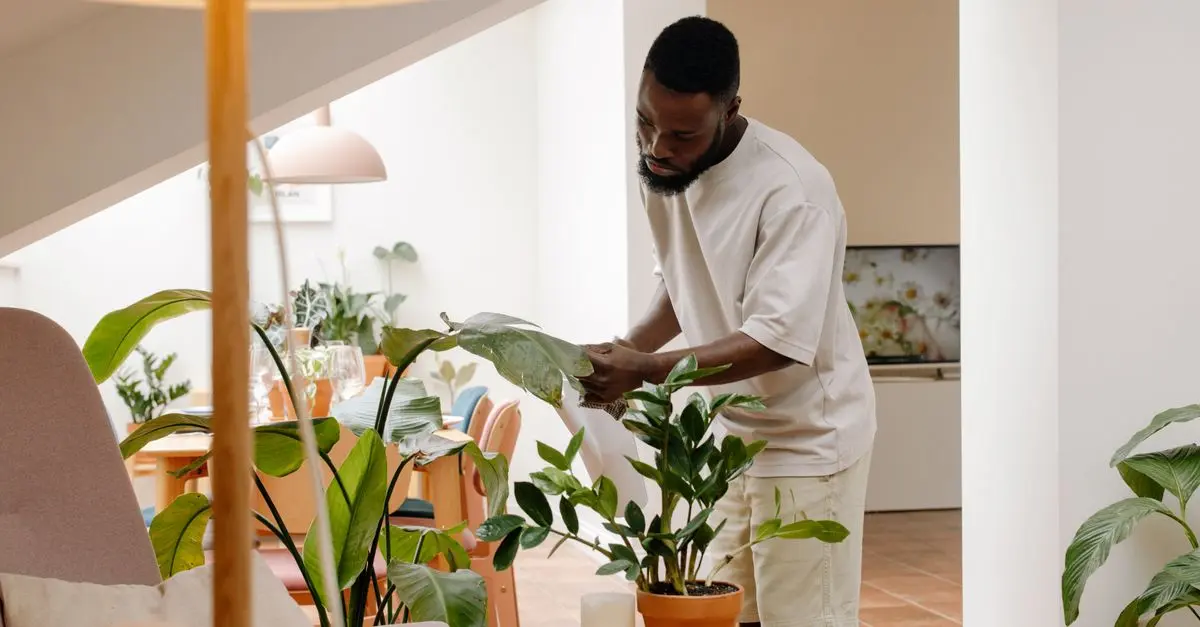 Plantas en interiores: decoración barata pero efectiva